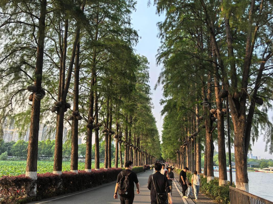 武汉休闲效果好不好？老同学亲述：东湖骑行半年减重12斤